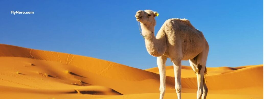 Dubai Desert Safari Dubai Desert Safari